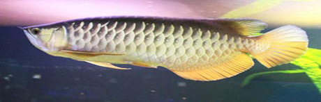Cá[-]rồng[-]có[-]tên[-]khoa[-]học[-]là[-]Scleropages[-]formosus,[-]một[-]loài[-]rất[-]hiếm[-]gặp.[-]Đây[-]là[-]loài[-]cá[-]có[-]kích[-]thước[-]lớn,[-]chiều[-]dài[-]cơ[-]thể[-]có[-]thể[-]lên[-]đến[-]90cm[-]và[-]trọng[-]lượng[-]hơn[-]7kg[-]khi[-]trưởng[-]thành.[-]Cá[-]rồng[-]rất[-]hiếm[-]gặp[-]ở[-]Việt[-]Nam,[-]đã[-]có[-]thời[-]gian[-]nó[-]được[-]coi[-]là[-]đã[-]tuyệt[-]chủng.[-]Cá[-]rồng[-]được[-]dùng[-]không[-]chỉ[-]làm[-]cá[-]cảnh,[-]giới[-]chơi[-]cá[-]còn[-]nuôi[-]để[-]chữa[-]bệnh,[-]để[-]ngắm[-]nhìn[-]hay[-]đơn[-]giản[-]vì[-]sở[-]thích.